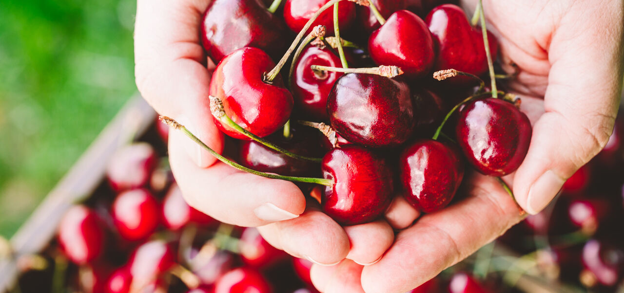 Summer Cherry Fest • Adelaide Hills Council