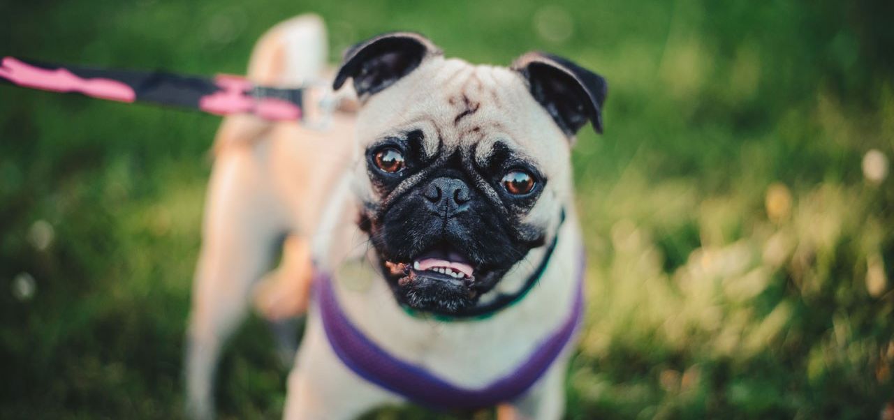 Lost and Impounded Dogs • Adelaide Hills Council